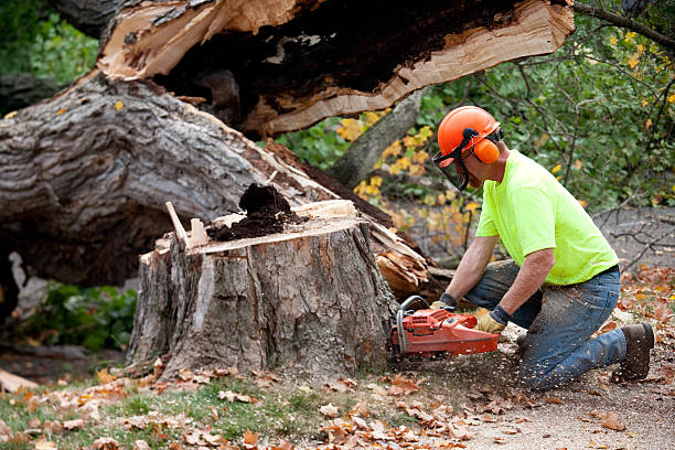 Tree Branch Trimming in Woodville, CA